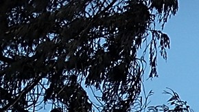 El incendio Tubbs ocurrido en el condado de Sonoma en octubre del 2017 dejó 22 personas muertas.