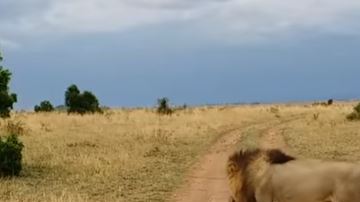 León despierta a leona y esta enfurece