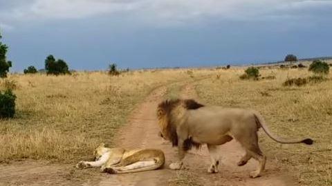 León despierta a leona y esta enfurece