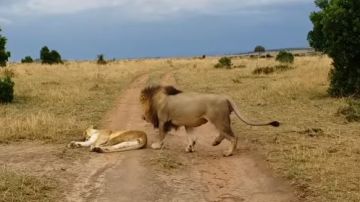 León despierta a leona y esta enfurece