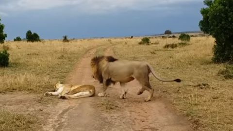 León despierta a leona y esta enfurece