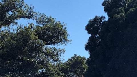 Cientos de personas marcharon por las calles de Los Angeles en contra del aborto. (@1LifeLA)
