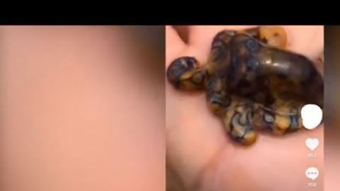Pulpo de anillos