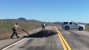 Momentos en que agentes del Sheriff ayudan al elefante marino a cruzar la carretera 1. (Tomado de Video)