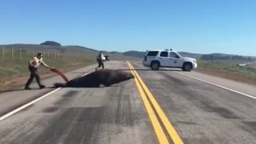 Momentos en que agentes del Sheriff ayudan al elefante marino a cruzar la carretera 1. (Tomado de Video)