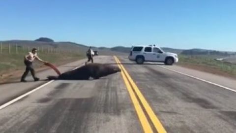 Momentos en que agentes del Sheriff ayudan al elefante marino a cruzar la carretera 1. (Tomado de Video)