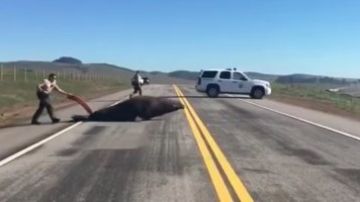 Momentos en que agentes del Sheriff ayudan al elefante marino a cruzar la carretera 1. (Tomado de Video)