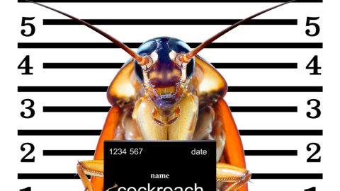 Ponerle el nombre de tu ex a una cucaracha