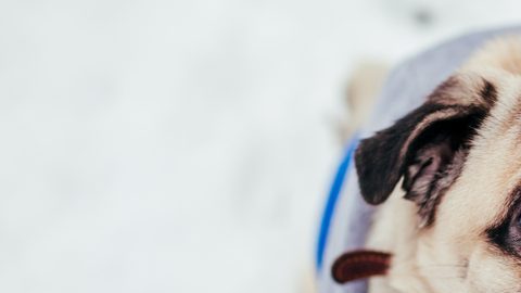 abrigo para perros