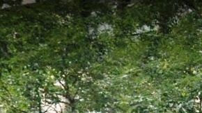 Operaba desde The Continental, rascacielos en 885 6ta Avenida