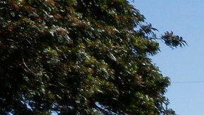 Una de las calles ‘abandonadas’ es este tramo del 2727 Paradise Drive en la zona de Montecito Heights.