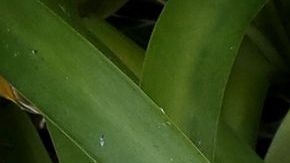 Familiares y amigos colocaron flores y veladoras en el lugar del choque. / foto: Aurelia Ventura.