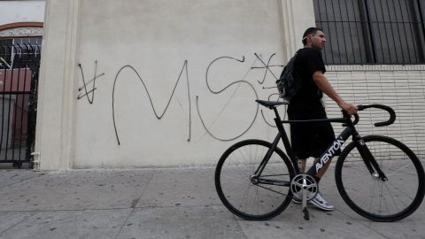 Ms 13