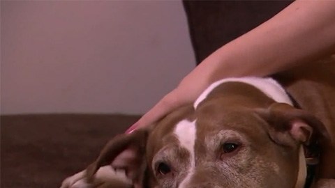 Un pit bull huele una fuga de gas.