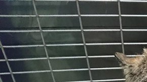 5fpo9-construction-worker-rescue-wolf-by-accident-1