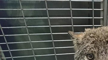 5fpo9-construction-worker-rescue-wolf-by-accident-1