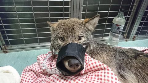 5fpo9-construction-worker-rescue-wolf-by-accident-1