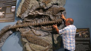 El paleontólogo Fernando Nava junto al esqueleto del plesiosaurio,