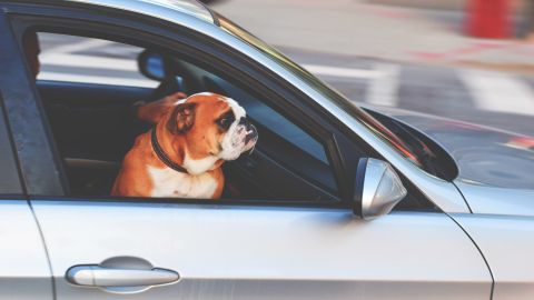 La nueva característica deja saber a otras personas acerca de la salud del animal en el auto