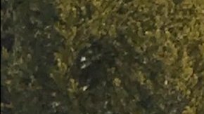 El sur de California depende de la nieve en la Sierra Nevada para sus suministros de agua. (@CA_DWR)