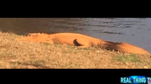 Caimanes naranja