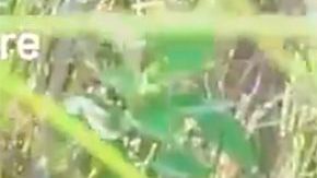 El caimán con la serpiente.