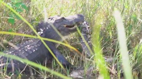 El caimán con la serpiente.