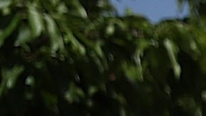 Una mujer recoge cerezas en Acampo, California.
