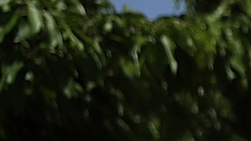 Una mujer recoge cerezas en Acampo, California.