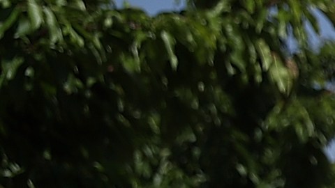 Una mujer recoge cerezas en Acampo, California.