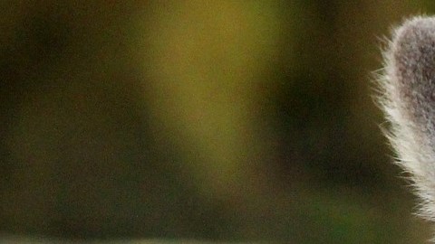 Aún no está claro qué provocó la acción del puma, un ejemplar joven, ya que son contadas las ocasiones de ataques de estos felinos a humanos.