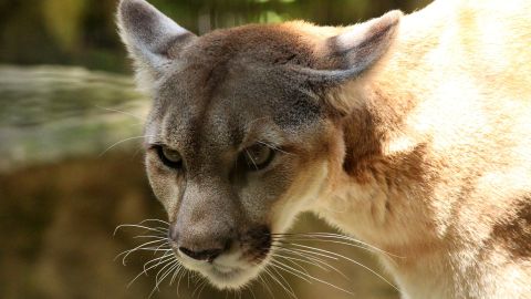 Aún no está claro qué provocó la acción del puma, un ejemplar joven, ya que son contadas las ocasiones de ataques de estos felinos a humanos.