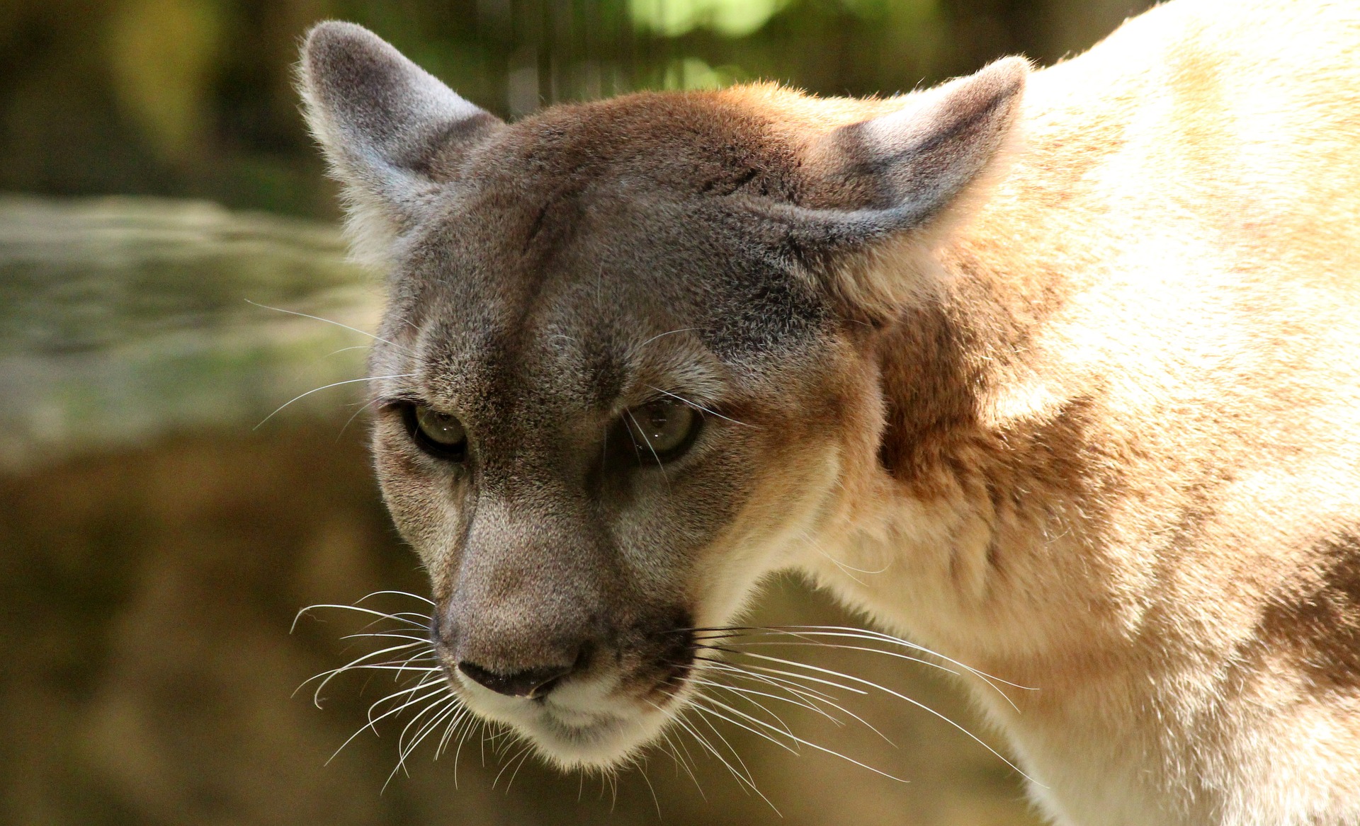 En peligro de extinción dos grupos únicos de pumas ...