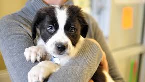 Se pueden adoptar perros y gatos. / archivo.