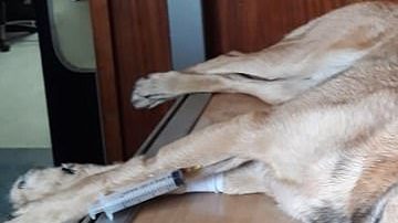 Un perro resultó herido por salvar a su dueño de un ataque.