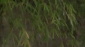 Daniel Garrido en Venezuela