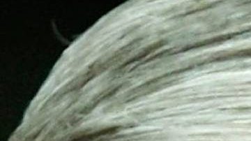 Trump ha tratado de desprestigiar la investigación de Mueller constantemente