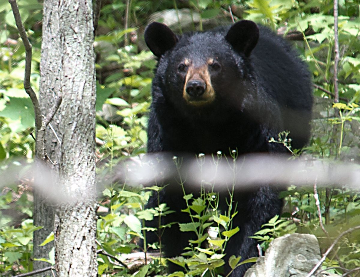 Autopsia revela que hombre que era comido por un oso murió