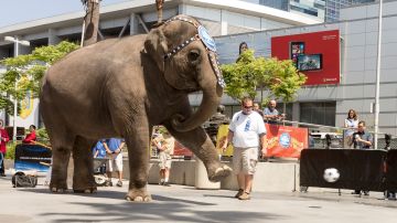 Un elefante entretiene a los espectadores durante una evento realizado al frente del Staple Center en el 2014.