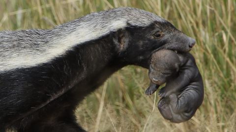 Un tejón de miel acarrea a su cachorro en Sudáfrica.