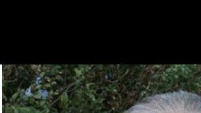 Consuelo Loera de Guzmán desea ver a su hijo nuevamente.