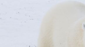 Los osos polares son una especies protegida.