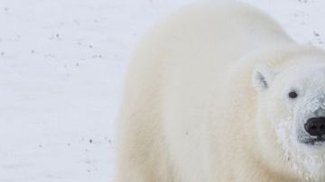 Los osos polares son una especies protegida.