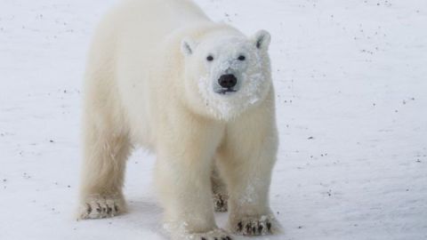 Los osos polares son una especies protegida.