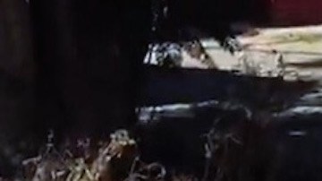 Encadenó al animal a la parte trasera de la  camioneta.