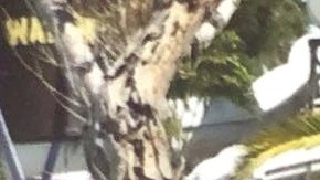 La familia de López busca que un juez de inmigración considere otorgarle una fianza al guatemalteco, cuya pesadilla comenzó con una detención por manejar bajo la influencia del alcohol (DUI).