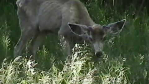 El venado con "enfermedad zombi".