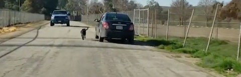 Un hombre es grabado abandonando a su perro.