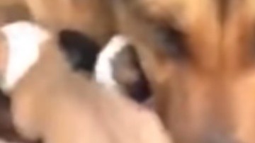 Una perra parece llorar al creer que sus cachorros murieron