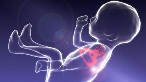 106169059_fetalmrifetusandheart